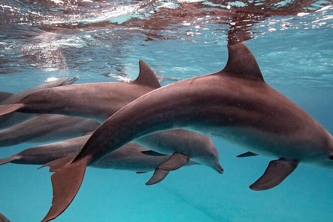 Zanzibar Full Day Dolphin Tour; Mnemba Island; Nungwi Beach & Kendwa Beach Tour - Final Thoughts