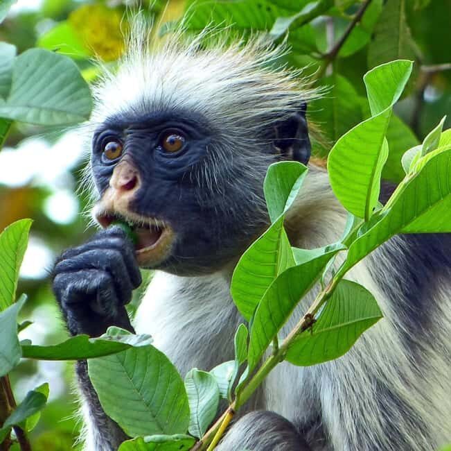Zanzibar full day Jozani forest + Spice farm and stone town - What Makes This Tour Stand Out?