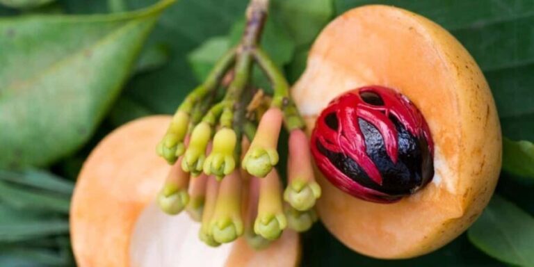 Zanzibar: Jozani and spice Escape - Practical Tips for Making the Most of This Tour