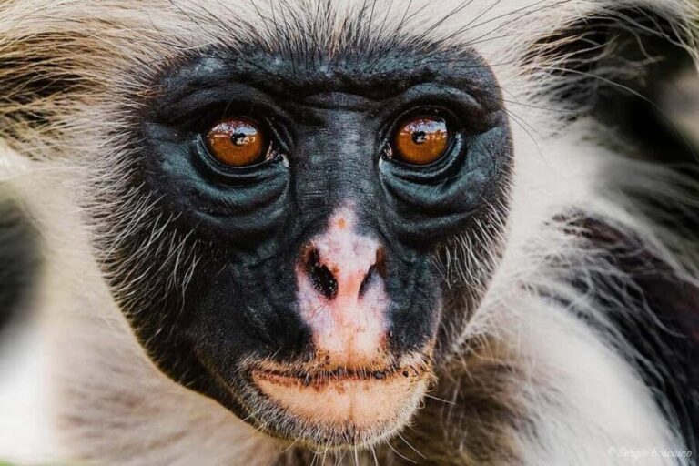 Zanzibar: Jozani Chwaka Bay Park Private Tour with Guide - FAQ
