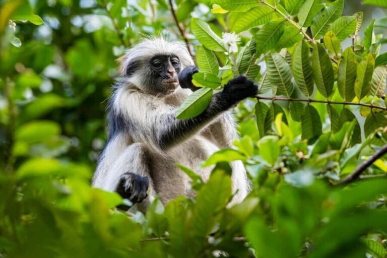 ZANZIBAR; JOZANI FOREST - Exploring Jozani Forest: What’s Included and What to Expect