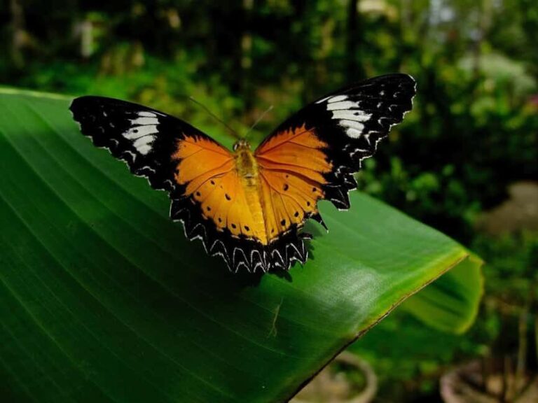 Zanzibar : Jozani forest and Butterfly centre with transfer - What to Expect: A Step-by-Step Breakdown