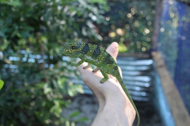 Zanzibar: Jozani forest and Butterfly day tour - What You Can Expect from the Itinerary
