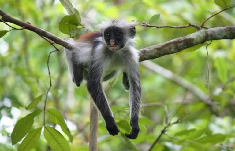 Zanzibar: Jozani Forest and Kuza Cave Guided Tour - Who Should Consider This Tour?