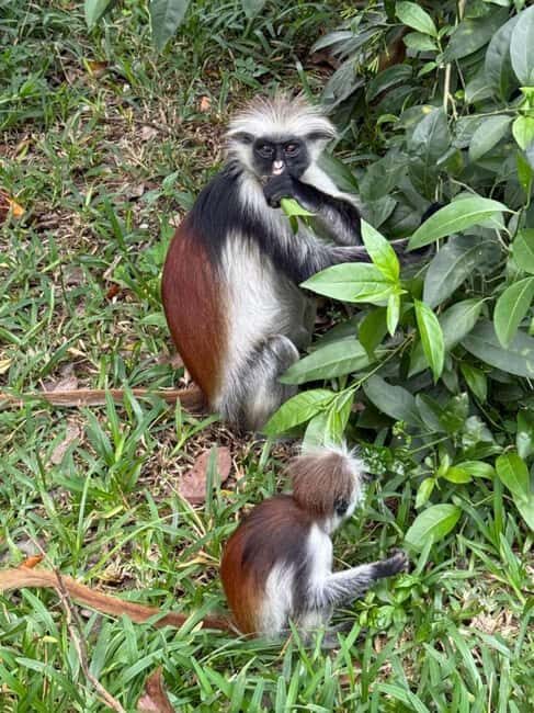 ZANZIBAR: Jozani Forest and mtende beach day trip - The Forest’s Other Attractions