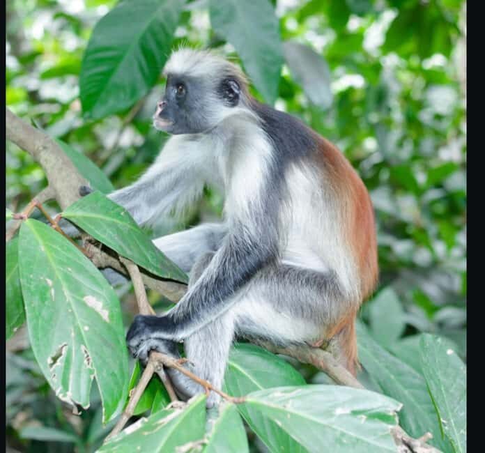 Zanzibar: Jozani Forest and Salaam Cave Tour - What You Need to Know Before Booking