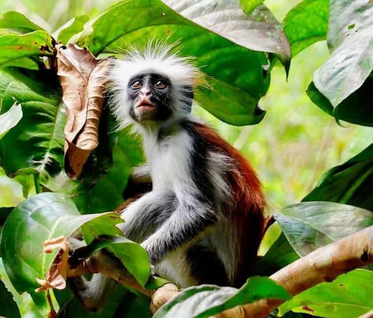 Zanzibar: Jozani Forest and Salaam Cave Tour