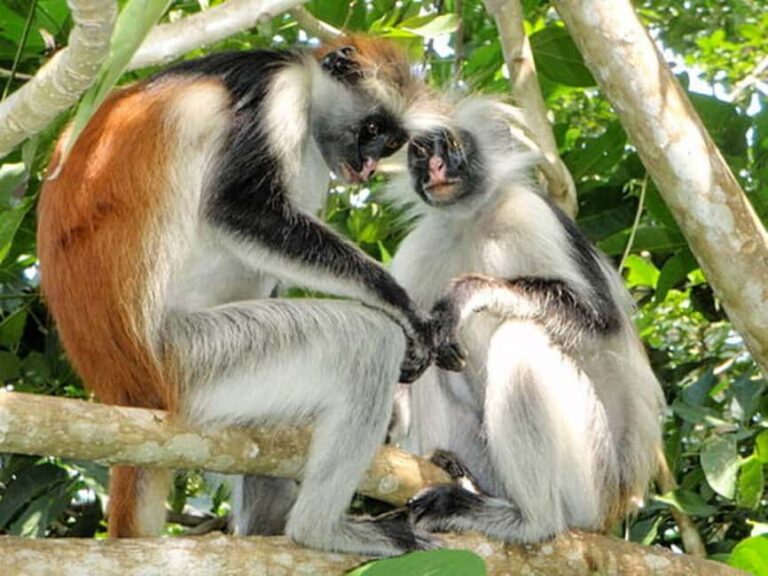 Zanzibar: Jozani Forest and Spice Farm Tour - Final thoughts: Is this tour for you?