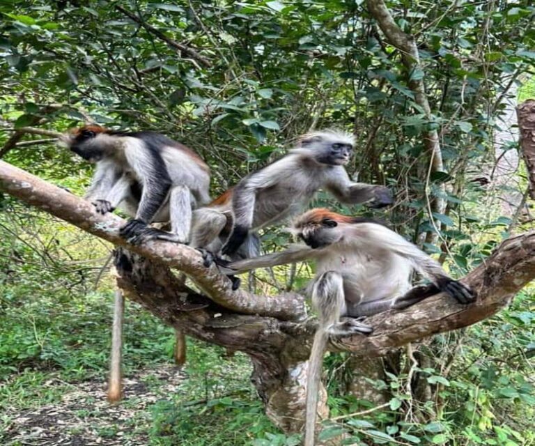 Zanzibar: Jozani Forest and Spice Farm Tour with local lunch - Who Will Love This Tour?