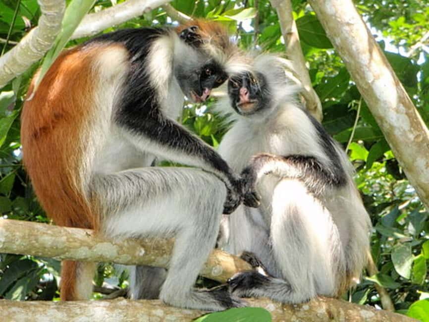 Zanzibar: Jozani Forest and Spice Farm Tour - Final thoughts: Is this tour for you?