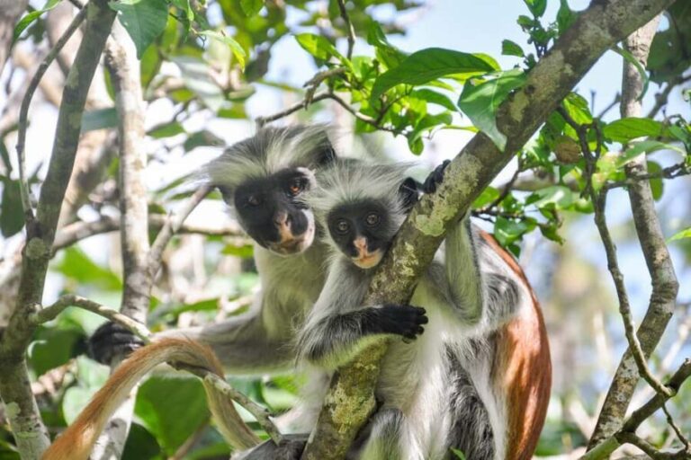 ZANZIBAR: Jozani Forest and Star fish tour with fruits - The Sum Up