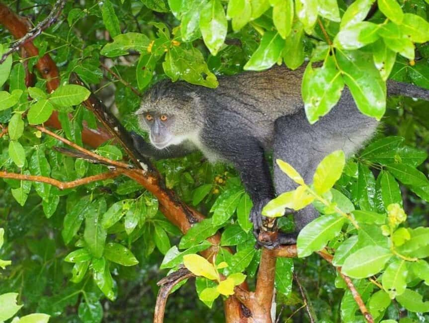 ZANZIBAR: Jozani Forest and Turtle Sanctuary Tour - Who Is This Tour Best For?