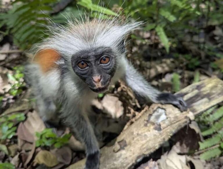 Zanzibar: Jozani forest, Blue Lagoon, Starfish & The Rock - Detailed Breakdown of the Itinerary
