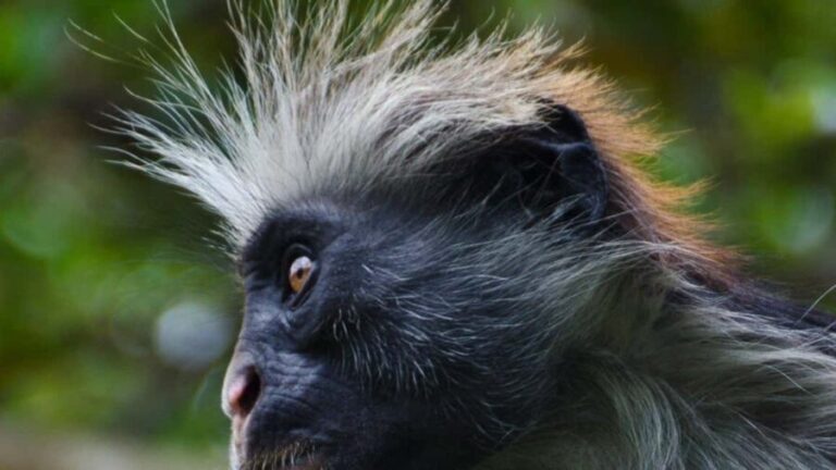 Zanzibar: Jozani Forest, Butterfly and reptiles park tour. - What To Expect on the Day