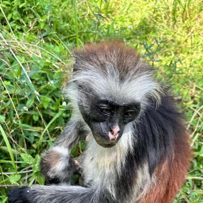 Zanzibar: Jozani forest, Butterfly center and Mtende beach - Visiting the Zanzibar Butterfly Center