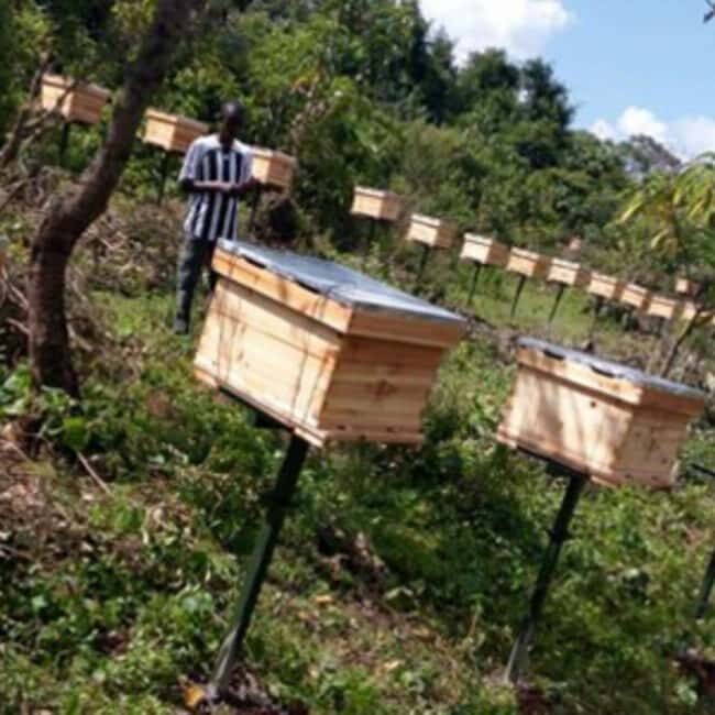 Zanzibar: Jozani Forest, Butterfly Center, & Beekeeping Tour - Beekeeping and Local Empowerment at ZABA