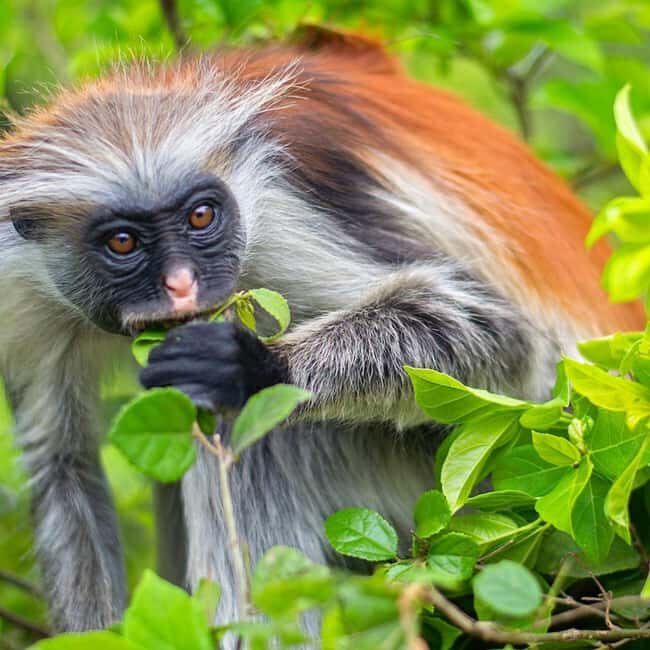 ZANZIBAR: Jozani Forest, butterfly center & Reptile park