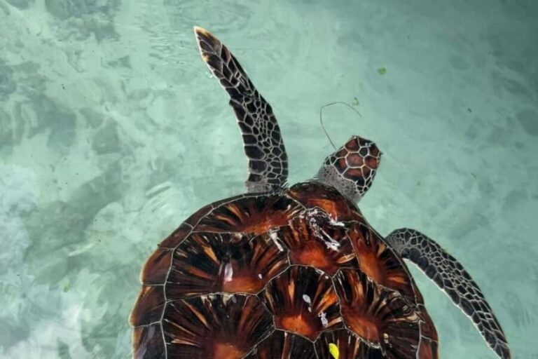 Zanzibar: Jozani forest, Butterfly, turtles & Mtende beach - What’s Included and What’s Not