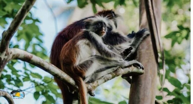 Zanzibar: Jozani Forest Conservation Guided Tour - Who Will Enjoy This Tour?