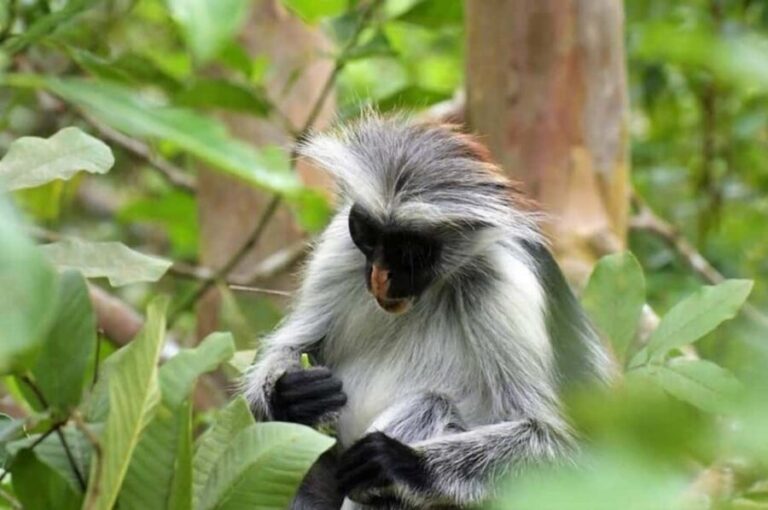 Zanzibar: Jozani forest full day tour - Analyzing the Value and Practical Aspects