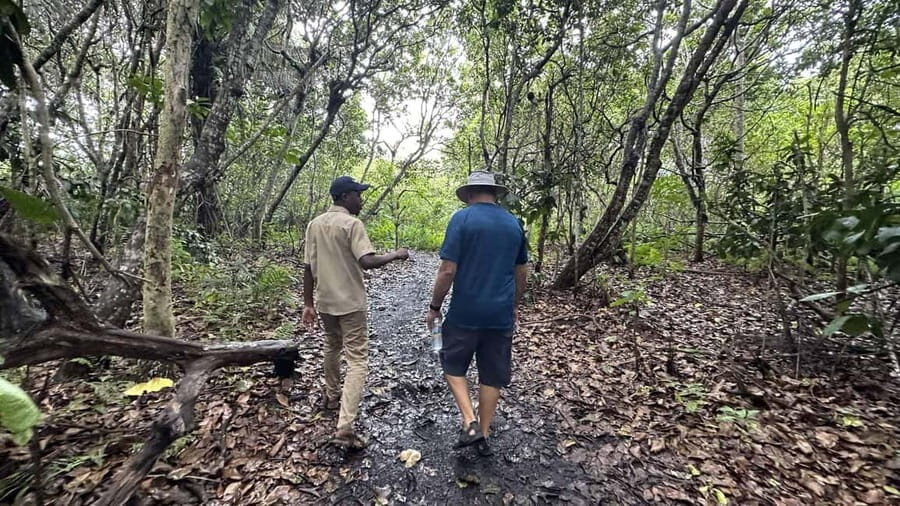 ZANZIBAR: Jozani forest Golden Monkey and Mangrove forest