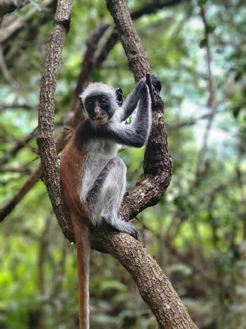 Zanzibar: Jozani Forest Guided Tour with Hotel Transfer - Discovering the Forest’s Biodiversity