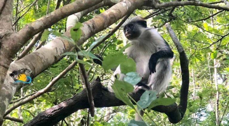 Zanzibar: Jozani Forest, Kuza Cave & Blue Lagoon | Full day - The Logistics and Value of the Tour