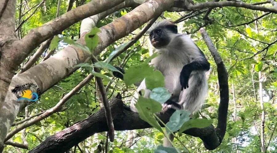 Zanzibar: Jozani Forest, Kuza Cave & Blue Lagoon | Full day - The Logistics and Value of the Tour