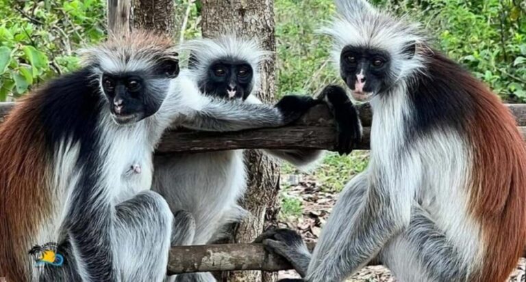 Zanzibar: Jozani Forest, Kuza Cave & The Rock Restaurant - What to Expect on the Tour