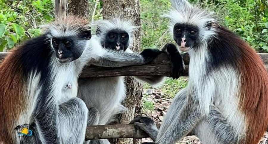 Zanzibar: Jozani Forest, Kuza Cave & The Rock Restaurant - What to Expect on the Tour