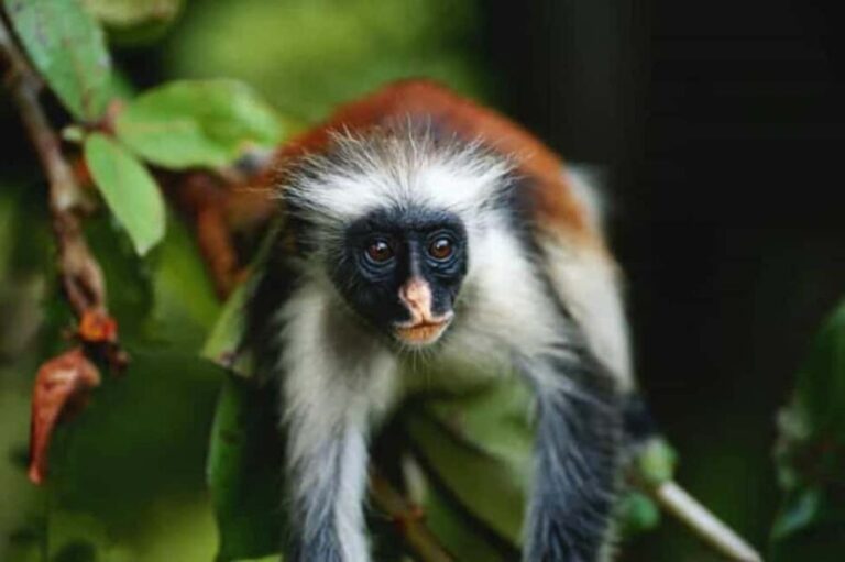 Zanzibar: Jozani Forest Monkey Tour and The Rock Restaurant - What’s Included & What to Keep in Mind
