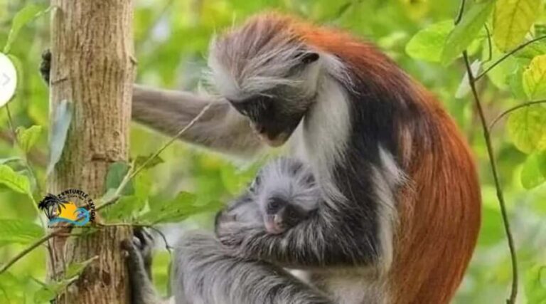 Zanzibar: Jozani Forest National Park Guided Tour - What to Expect on the Tour
