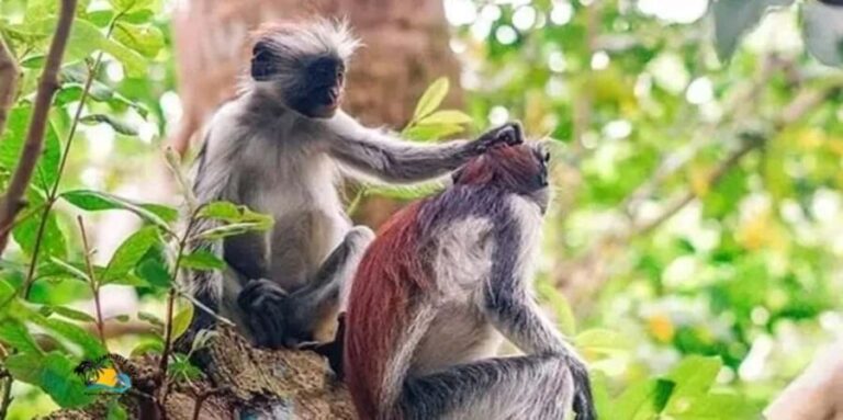 Zanzibar: Jozani Forest National Park Guided Tour - Authentic Encounters and Real-World Feedback