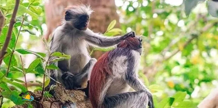 Zanzibar: Jozani Forest National Park Guided Tour