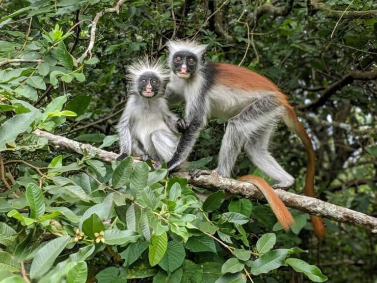 Zanzibar: Jozani Forest, Nature Walk and Wildlife Tour - A Deep Dive into the Jozani Forest Tour