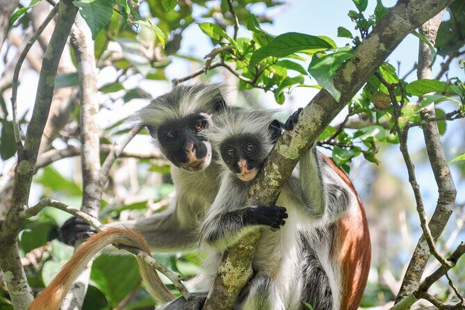 Zanzibar: Jozani Forest, Red colobus, the Rock Restaurant tour - Exploring Jozani Forest: Nature and Wildlife