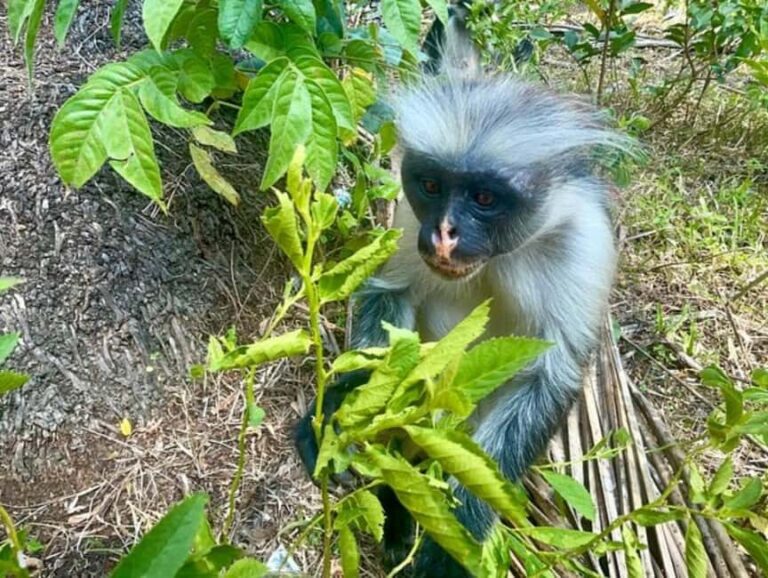 Zanzibar: Jozani forest, Reptile park and Salaam cave tour - Who Would Love This Tour?