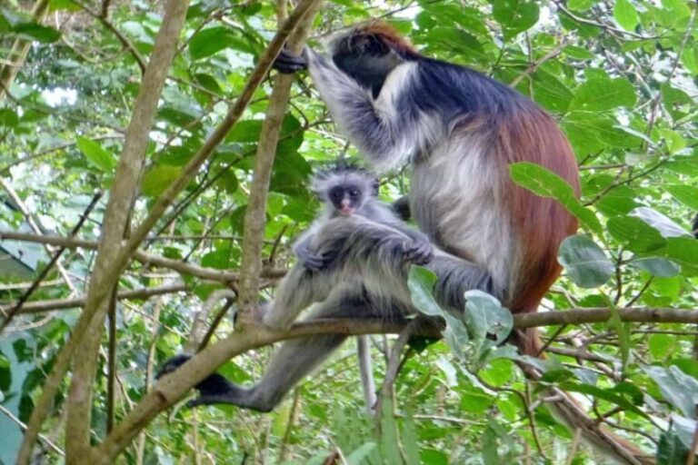 Zanzibar: Jozani forest, Salaam cave & Mtende beach tour - What’s Included and What to Consider