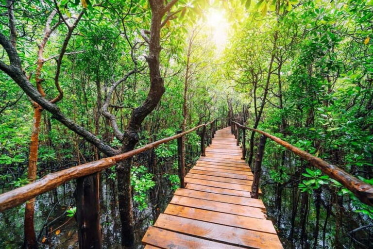Zanzibar: Jozani Forest, Sea sanctuary tortle & Mtende Beach - What’s Included and What’s Not