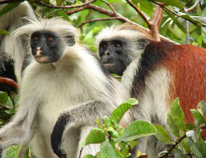 Zanzibar: Jozani Forest, Sea Turtles, and Spice Farm Tour - Logistics and Practicalities