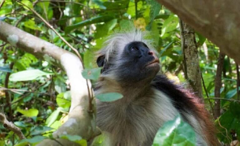 Zanzibar: Jozani Forest, Stone Town and Spice Farm Tour - Practicalities and Logistics
