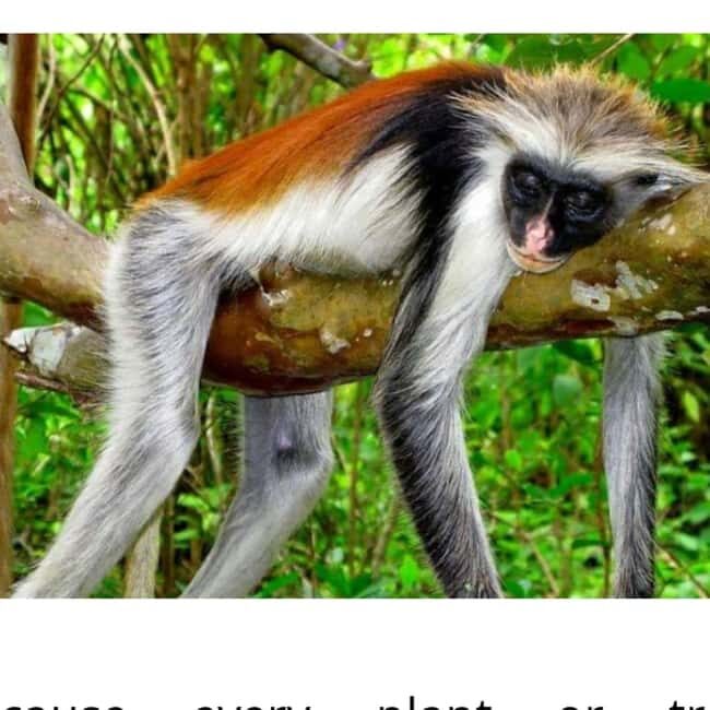 Zanzibar: Jozani forest, stone town tour & Prison island - Who This Tour Is Best For