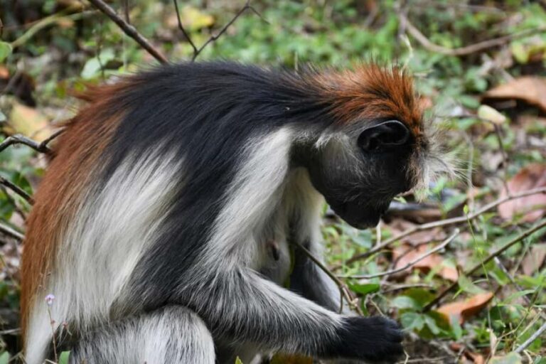 Zanzibar: Jozani Forest "The Red Monkeys," Dolphin Safari - What Travelers Say