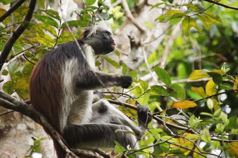 Zanzibar - Jozani forest tour & Blue Lagoon trip - What’s Included and Why It Matters