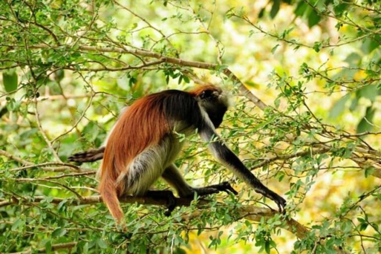 Zanzibar: Jozani forest tour & Spice farm tour with lunch - Analyzing the Value