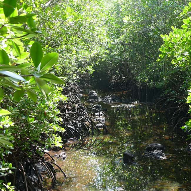 Zanzibar: Jozani Forest Tour