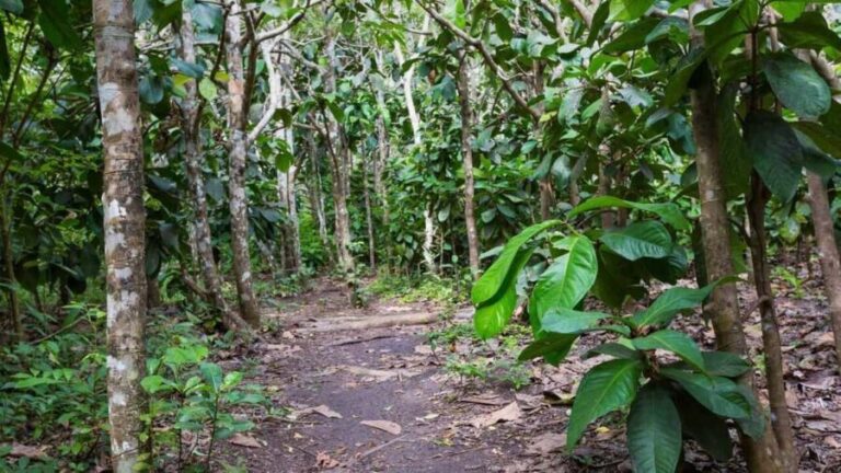 ZANZIBAR: Jozani Forest tour,Kuza Cave and Star fish tour - An In-Depth Look at the Tour Experience