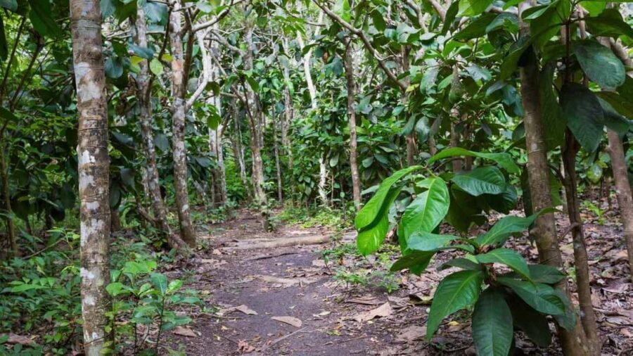 ZANZIBAR: Jozani Forest tour,Kuza Cave and Star fish tour - An In-Depth Look at the Tour Experience