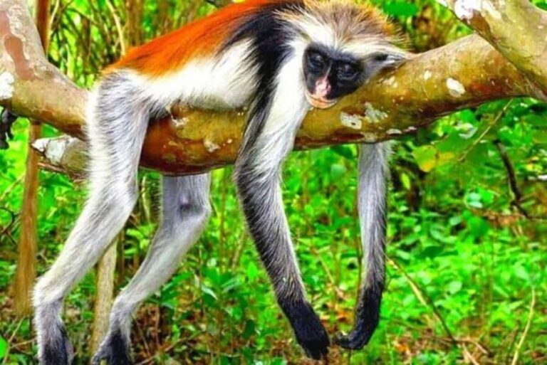 Zanzibar: Jozani Forest Watching Monkeys Half-Day Tour - Authentic Reviews and Perspectives