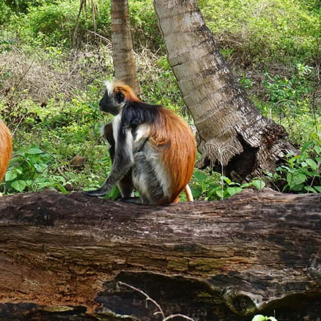 Zanzibar: Jozani Forest,butterfly center & Mtende beach tour - What’s Included and What’s Not